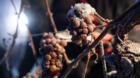 Nach den hohen Ernteausfällen wird es in dieser Saison keinen Eiswein geben (Archivbild). / Foto: Christian Modla/dpa-Zentralbild/dpa