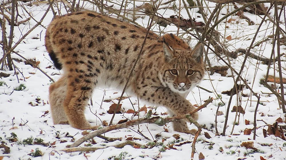 Der im Wildkatzendorf Hütscheroda in Thüringen geboren und aufgewachsene Luchs Janus ist im Nationalpark Kakalpen in Österreich ausgewildert worden. / Foto: John Crusius/Wildtierland Hainich GmbH/dpa