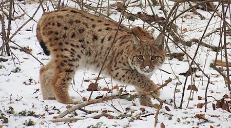 Der im Wildkatzendorf Hütscheroda in Thüringen geboren und aufgewachsene Luchs Janus ist im Nationalpark Kakalpen in Österreich ausgewildert worden. / Foto: John Crusius/Wildtierland Hainich GmbH/dpa