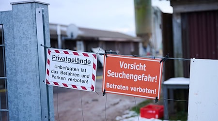 Wie hier in Brandenburg führt die Maul- und Klauenseuche nun auch am Alperstedter Ried in Thüringen für eine Sperrung. (Archivbild) / Foto: Annette Riedl/dpa