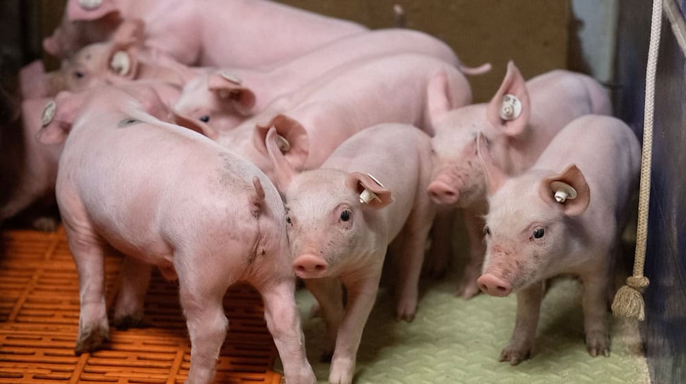 In Thüringen werden weniger Ferkel gehalten  / Foto: Boris Roessler/dpa