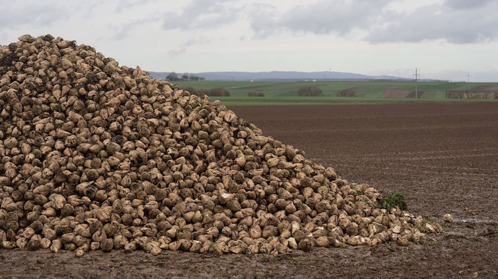 Für den Zuckerrübenanbau in Thüringen war 2024 laut Statistik ein Rekordjahr. (Archivbild) / Foto: Etienne Dötsch/dpa