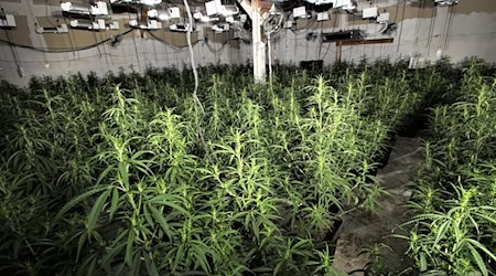 Etwa 500 Cannabispflanzen entdeckten die Beamten in Themar.  / Foto: -/Landespolizeiinspektion Suhl/dpa