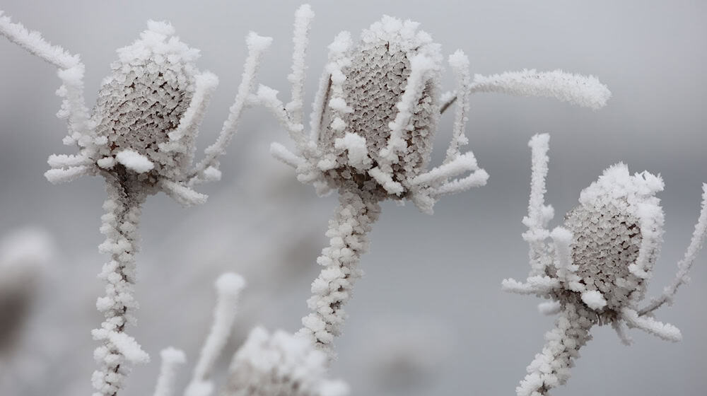 Frost und Nebel sind in den nächsten Nächten und frühen Morgenstunden der bestimmende Faktor auf Thüringens Straßen. (Archivbild) / Foto: Matthias Bein/dpa