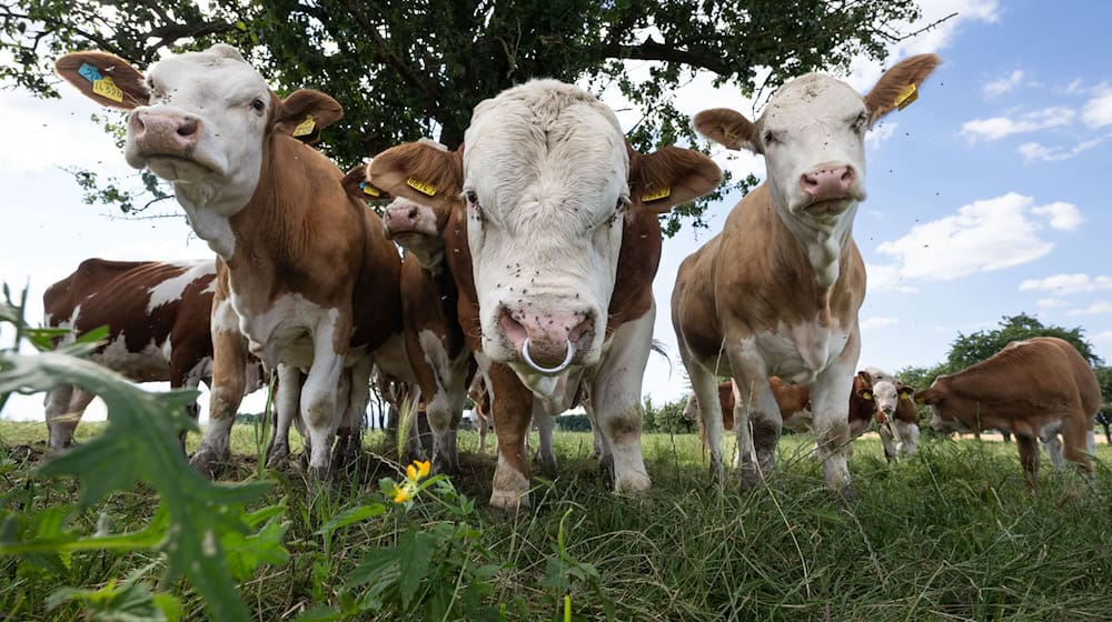 Lernort Bauernhof: Kinder und Jugendliche sollen Landwirtschaft kennenlernen. (Archivbild) / Foto: Boris Roessler/dpa