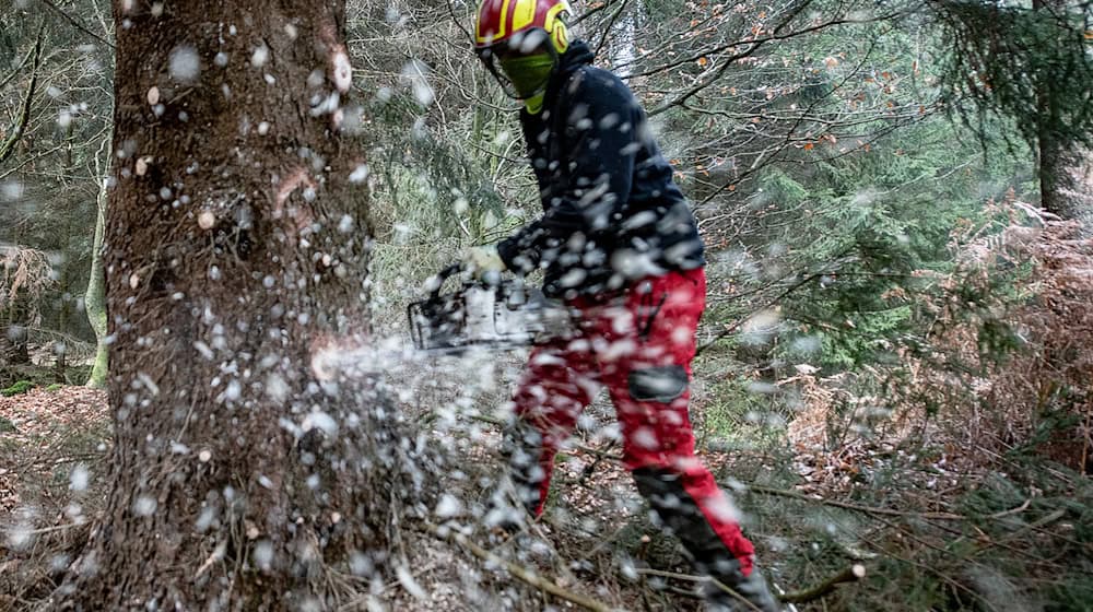 Die Arbeit im Wald können sich viele junge Menschen vorstellen. (Symbolbild) / Foto: Swen Pförtner/dpa