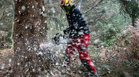 Die Arbeit im Wald können sich viele junge Menschen vorstellen. (Symbolbild) / Foto: Swen Pförtner/dpa