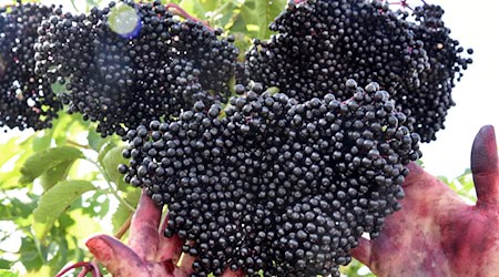 Die Anbaufläche von Holunder, Aronia- und Johannesbeeren in Thüringen ist zurückgegangen. (Archivbild) / Foto: Waltraud Grubitzsch/dpa