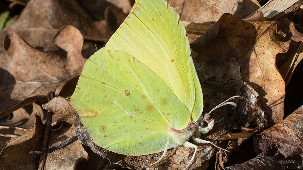 Die wärmenden Sonnenstrahlen der ersten Frühlingstage wecken Thüringens Insektenwelt auf. Hier ein Zitronenfalter. (Symbolfoto). / Foto: Patrick Pleul/dpa-Zentralbild/dpa-tmn