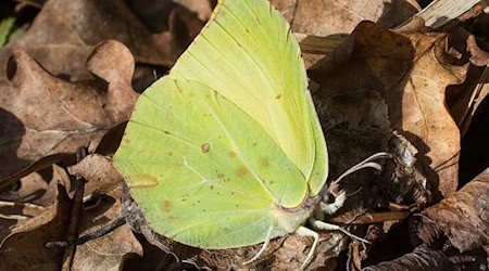 Die wärmenden Sonnenstrahlen der ersten Frühlingstage wecken Thüringens Insektenwelt auf. Hier ein Zitronenfalter. (Symbolfoto). / Foto: Patrick Pleul/dpa-Zentralbild/dpa-tmn