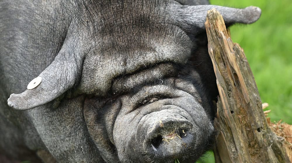 Ein Hängebauchschwein auf einem Garagendach im Kyffhäuserkreis hat der Polizei einen kuriosen Einsatz beschert. (Symbolbild) / Foto: picture alliance / dpa