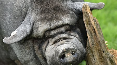 Ein Hängebauchschwein auf einem Garagendach im Kyffhäuserkreis hat der Polizei einen kuriosen Einsatz beschert. (Symbolbild) / Foto: picture alliance / dpa