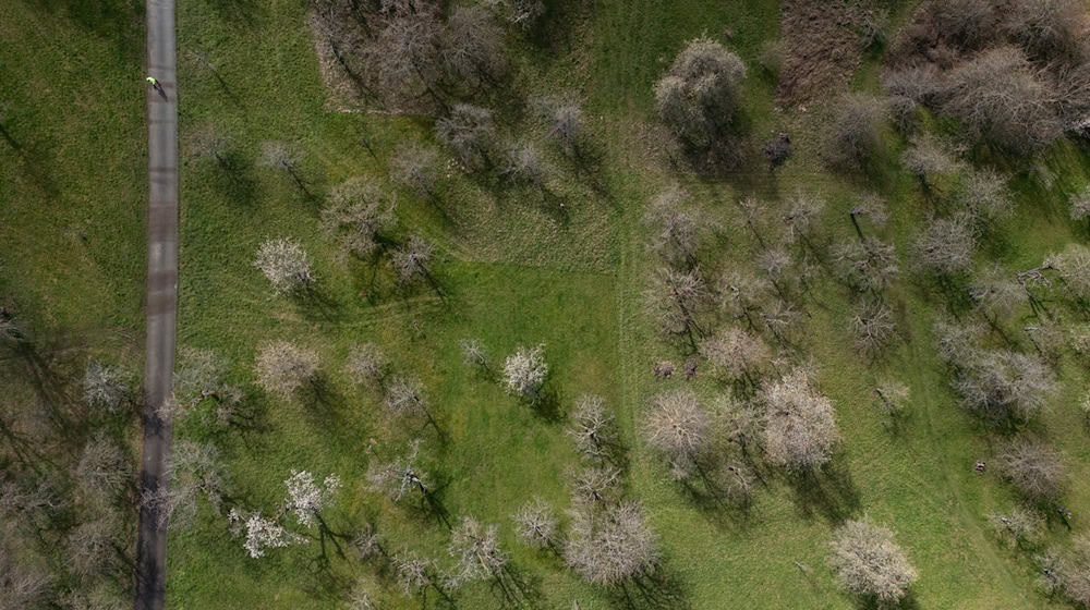 Nicht geordnet, sondern kreuz und quer - so stehen die Bäume oft auf Streuobstwiesen. / Foto: Marijan Murat/dpa