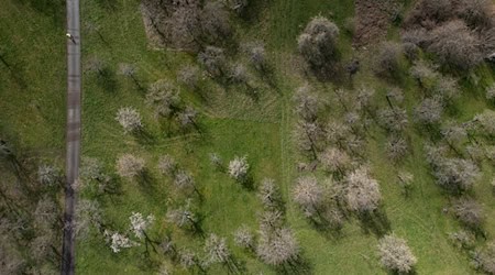 Nicht geordnet, sondern kreuz und quer - so stehen die Bäume oft auf Streuobstwiesen. / Foto: Marijan Murat/dpa