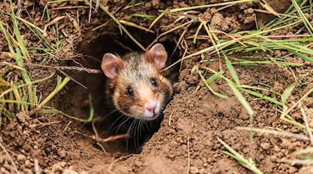 Mit Mitteln aus einem Förderprogramm unterstützt Thüringen Landwirte, die bei ihrer Arbeit besonders Rücksicht auf die Umwelt nehmen - das soll auch dem bedrohten Feldhamster zugutekommen. (Archivbild) / Foto: Oliver Berg/dpa