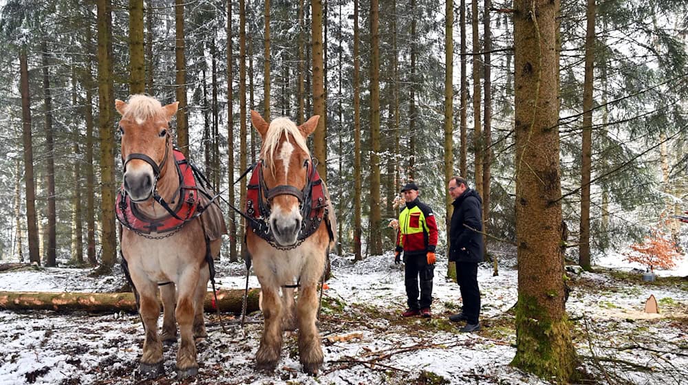 Winter ist Zeit für den Holzeinschlag in Thüringens Wäldern. Rückepferde helfen dabei.   / Foto: Martin Schutt/dpa