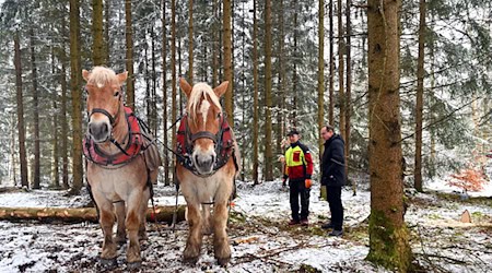 Winter ist Zeit für den Holzeinschlag in Thüringens Wäldern. Rückepferde helfen dabei.   / Foto: Martin Schutt/dpa