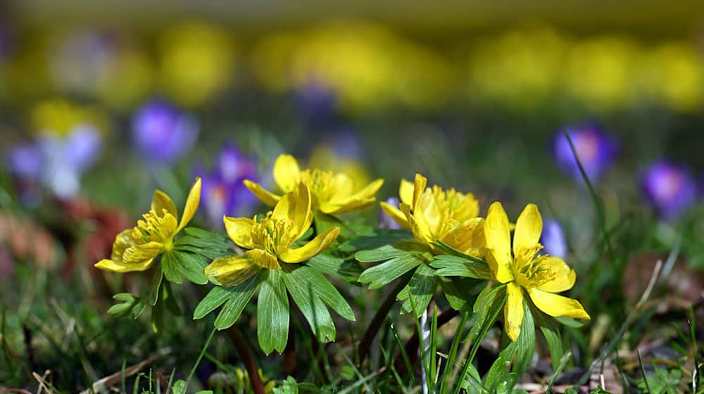 Das Wochenende bringt Frühlingsgefühle nach Thüringen: Viel Sonnenschein und Temperaturen bis zu 18 Grad sind laut dem Deutschen Wetterdienst möglich. (Archivbild) / Foto: Martin Schutt/dpa