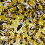 Zwei Bienenvölker sind im Landkreis Unstrut-Hainich gestohlen worden. (Illustration) / Foto: Jens Kalaene/dpa-Zentralbild/dpa