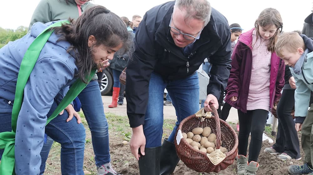 Kartoffellegen - Nachschub für Thüringer Klöße / Foto: Bodo Schackow/dpa