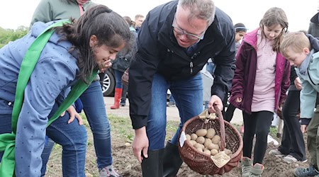 Kartoffellegen - Nachschub für Thüringer Klöße / Foto: Bodo Schackow/dpa