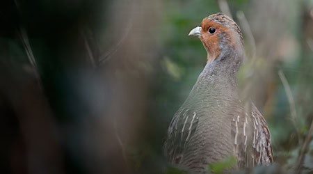 Vor allem Rebhühner und Feldhasen sollen von einem Artenschutzprojekt, bei dem Jäger mit Landwirten im Erfurter Becken zusammenarbeiten, profitieren. (Archivbild) / Foto: Sina Schuldt/dpa