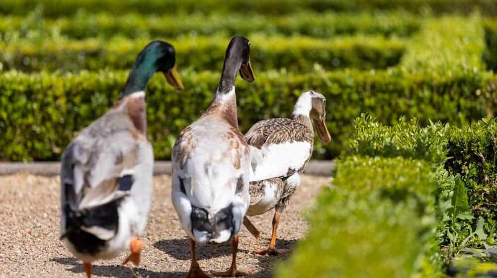 Langfinger nehmen Laufenten mit: Im Wartburgkreis haben Unbekannte vier Laufenten und deren Eier gestohlen. (Symbolbild) / Foto: Daniel Karmann/dpa
