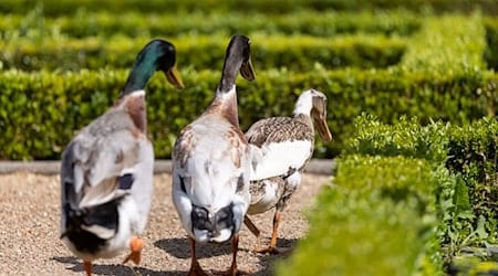 Langfinger nehmen Laufenten mit: Im Wartburgkreis haben Unbekannte vier Laufenten und deren Eier gestohlen. (Symbolbild) / Foto: Daniel Karmann/dpa