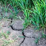 Zu wenig Regen für Thüringens Felder im Frühjahr  / Foto: Sina Schuldt/dpa