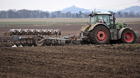 Auf Thüringens Feldern - so wie hier nahe Gotha - wächst in diesem Jahr deutlich häufiger Getreide als noch 2024. Das geht aus Zahlen des Statistischen Landesamtes hervor. (Archivbild) / Foto: Martin Schutt/dpa-Zentralbild/dpa