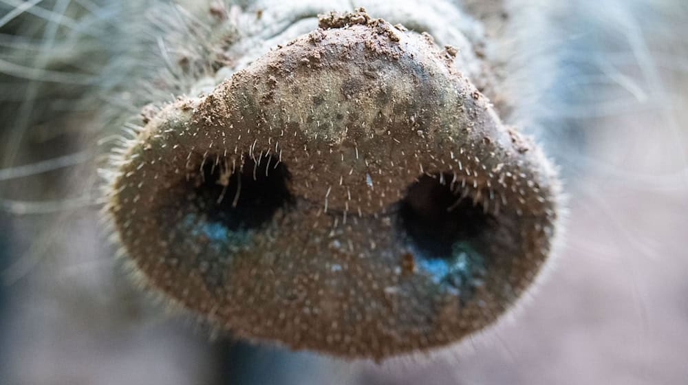 Waidmannsheil: Mit einer Prämie pro erlegtem Wildschwein für Jäger will das Umweltministerium den Bestand der Wildschweine verringern. (Symbolbild) / Foto: Lino Mirgeler/dpa