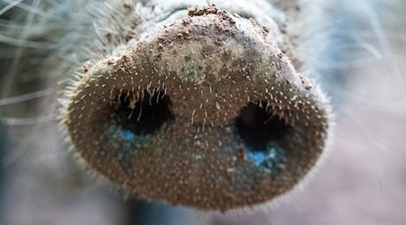 Waidmannsheil: Mit einer Prämie pro erlegtem Wildschwein für Jäger will das Umweltministerium den Bestand der Wildschweine verringern. (Symbolbild) / Foto: Lino Mirgeler/dpa