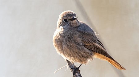 Bei der Vogelzähl-Aktion der Naturschützer vom Nabu sollen Teilnehmende dieses Mal besonders den Hausrotschwanz in den Fokus nehmen. (Archivbild) / Foto: Peter Zschunke/dpa-Zentralbild/dpa