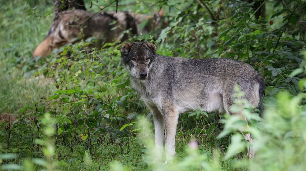 Mit dem neuen Territorium gibt es in Thüringen damit fünf Gebiete, die offiziell als Wolfsreviere gelten. (Archivbild) / Foto: Christian Charisius/dpa