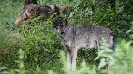 Mit dem neuen Territorium gibt es in Thüringen damit fünf Gebiete, die offiziell als Wolfsreviere gelten. (Archivbild) / Foto: Christian Charisius/dpa