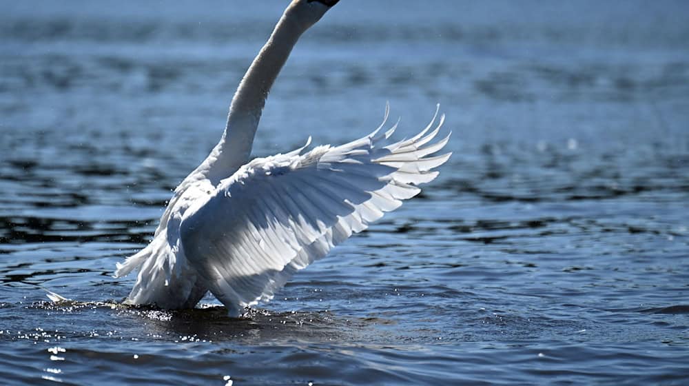 Ein 44-Jähriger soll an einem Teich einen Schwan getötet haben. (Archivbild) / Foto: Federico Gambarini/dpa