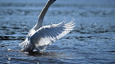 Ein 44-Jähriger soll an einem Teich einen Schwan getötet haben. (Archivbild) / Foto: Federico Gambarini/dpa