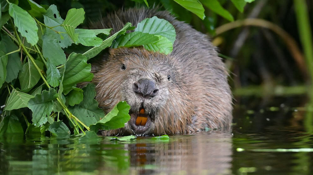Über die App «Meine Umwelt» gab es im vergangenen Jahr 552 Meldungen von Tierarten. (Archivbild) / Foto: Patrick Pleul/dpa-Zentralbild/dpa