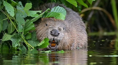 Über die App «Meine Umwelt» gab es im vergangenen Jahr 552 Meldungen von Tierarten. (Archivbild) / Foto: Patrick Pleul/dpa-Zentralbild/dpa