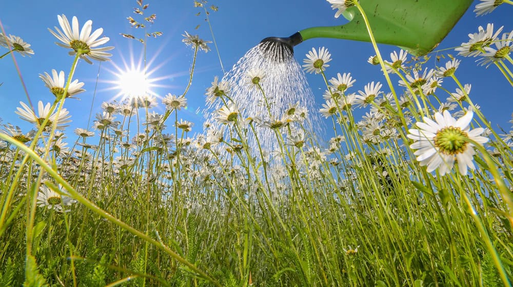 Über den Umgang mit Regenwasser sollten sich alle Gartenbesitzer Gedanken machen, sagt Kerstin Beckert, Geschäftsführerin des Landesverbands Thüringen der Deutschen Gesellschaft für Gartenkunst und Landschaftskultur. Der Verband organisiert die «Offenen Gärten» in Thüringen mit, bei denen Privatleute ihre Gärten für Interessierte öffnen. (Symbolbild) / Foto: Thomas Warnack/dpa