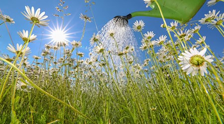 Über den Umgang mit Regenwasser sollten sich alle Gartenbesitzer Gedanken machen, sagt Kerstin Beckert, Geschäftsführerin des Landesverbands Thüringen der Deutschen Gesellschaft für Gartenkunst und Landschaftskultur. Der Verband organisiert die «Offenen Gärten» in Thüringen mit, bei denen Privatleute ihre Gärten für Interessierte öffnen. (Symbolbild) / Foto: Thomas Warnack/dpa