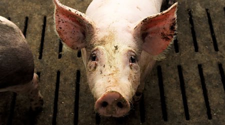 Nach dem Tierschützer Alarm wegen des Umgangs mit den Tieren in einer Schweinezuchtanlage im Saale-Holzland-Kreis geschlagen haben, hat das zuständige Veterinäramt Strafanzeige gestellt. (Symbolbild) / Foto: picture alliance / dpa