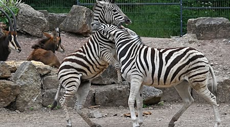 Der Zoopark Erfurt stellt am 1. Juni zum internationalen Kindertag ein besonderes Programm für die jüngsten Besucher auf die Beine. Auch andere Tierparks und weitere Einrichtungen in Thüringen warten an diesem Tag mit speziellen Angeboten auf. (Archivbild)  / Foto: Martin Schutt/dpa