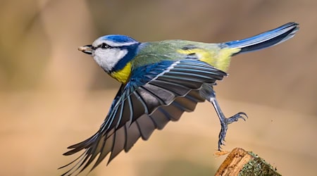 Die Blaumeise gehört zu den Vogelarten, die die Thüringer Teilnehmenden am häufigsten bei der Vogelzähl-Aktion des Nabu gesichtet haben. (Archivbild)  / Foto: Patrick Pleul/dpa