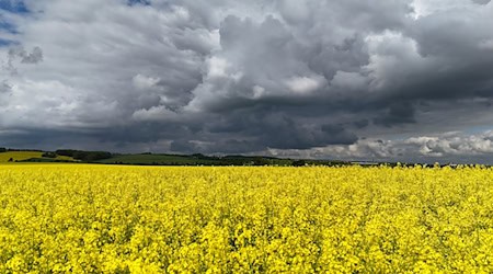 Die Sonne ist im Freistaat heute seltener zu sehen. (Archivbild) / Foto: Martin Schutt/dpa