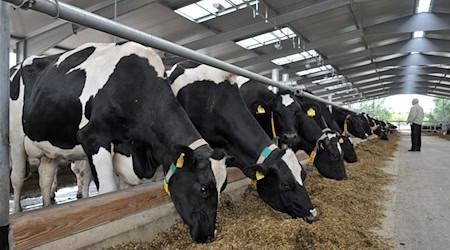 Immer weniger Landwirte in Thüringen investieren noch in die Milchviehhaltung. Die Zahl der Betriebe in der Milchwirtschaft hat sich in zehn Jahren beinahe halbiert, zeigen Zahlen des Statistischen Bundesamts. (Archivbild) / Foto: Martin Schutt/dpa-Zentralbild/dpa
