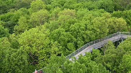Mit seinen Buchenwäldern gehört der Nationalpark Hainich zu den Weltnaturerbestätten der Unesco. (Archivbild)  / Foto: Martin Schutt/dpa
