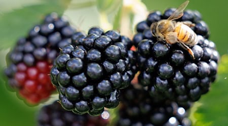 Die Brombeer-Koalition aus CDU, BSW und SPD will weiterhin gesprächsbereit bleiben. (Symbol-Archivbild) / Foto: Friso Gentsch/dpa