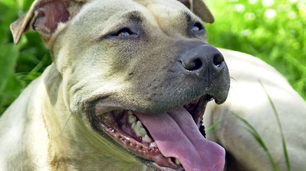 Ein Hund hat in Mühlhausen einen Polizeieinsatz ausgelöst. (Symbolbild) / Foto: Peter Förster/dpa-Zentralbild/dpa