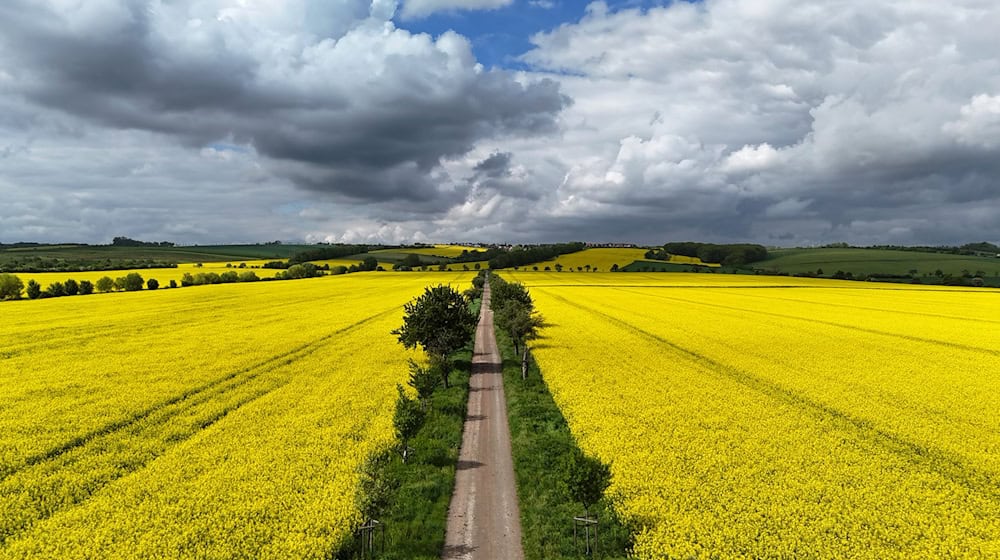 Zwischen einigen Wolken schaut am Montag im Freistaat vorübergehend auch die Sonne raus. (Archivbild) / Foto: Martin Schutt/dpa